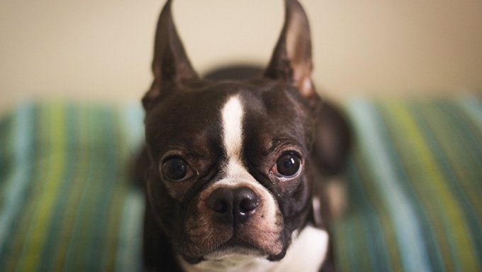 Boston Terrier puppies