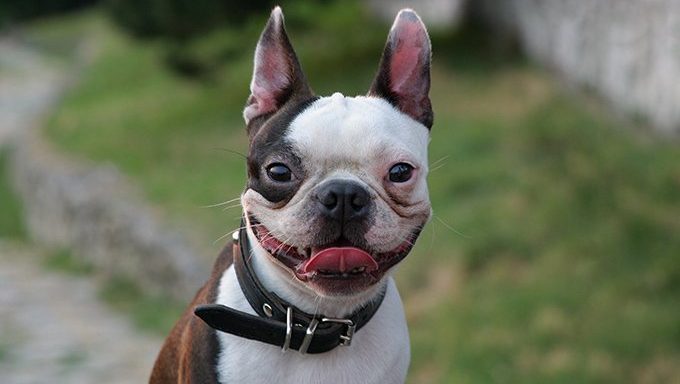 Boston Terrier puppies