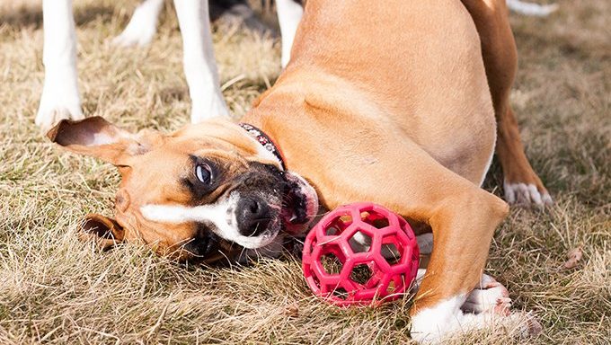 Boxer puppy playing with ball