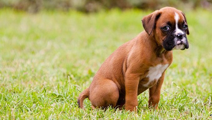 boxer puppy on grass