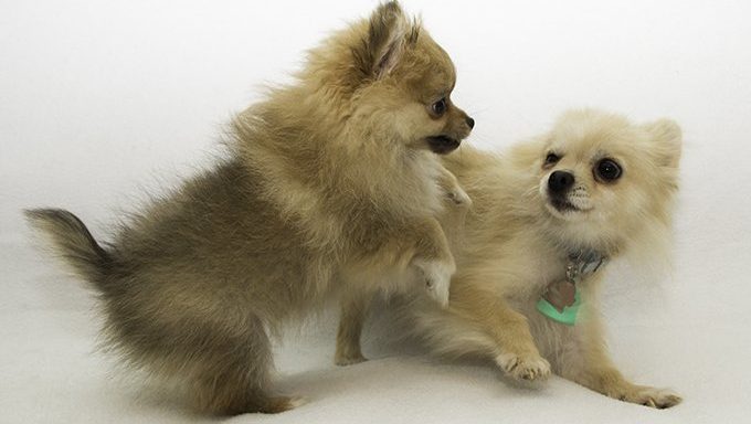 pom puppies playing