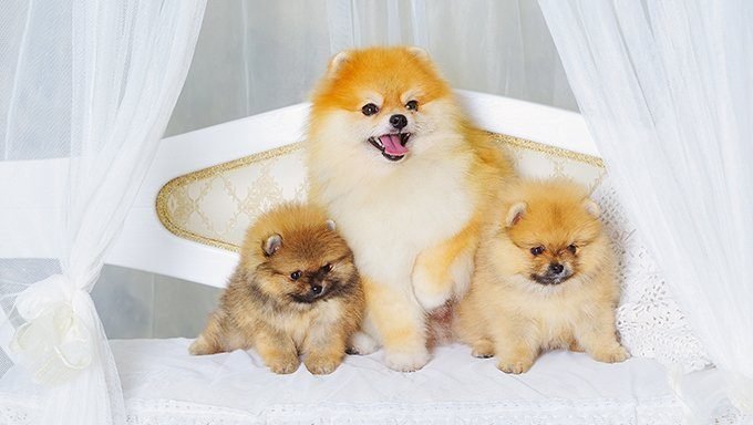 pomeranian puppies with mom