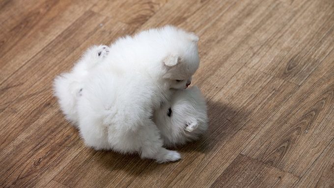 white pom puppies playing