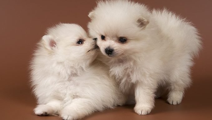 white pom puppies playing on brown background