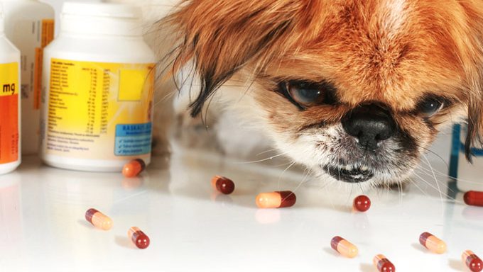 dog looking at pills