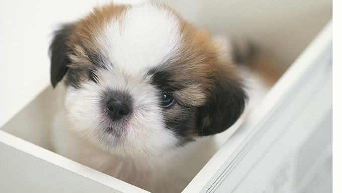 shih tzu puppy sitting in box