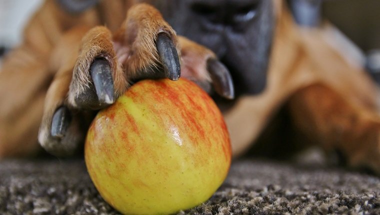 an apple in big paw of dog
