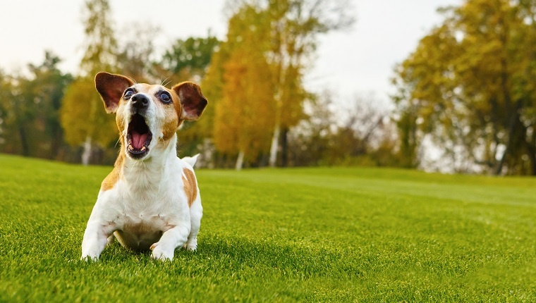 Small dog barking (screaming, talking, complaining). Attacking Jack Russell terrier. lying on natural background green grass with trees.