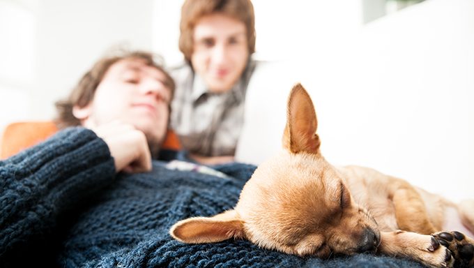 chihuahua puppy sleeping on humans lap
