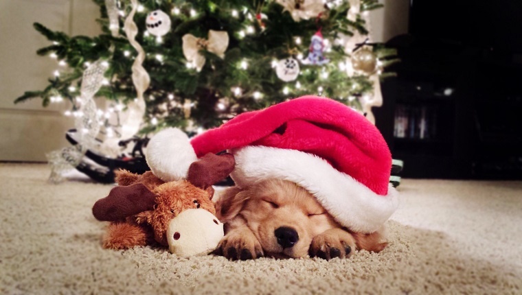 Close-Up Of Sleeping Puppy