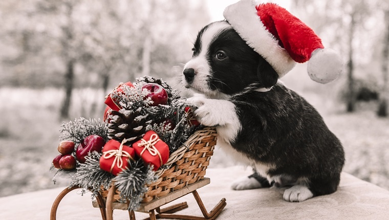 funny welsh corgi pembroke puppy with New Year sled with gifts on Christmas