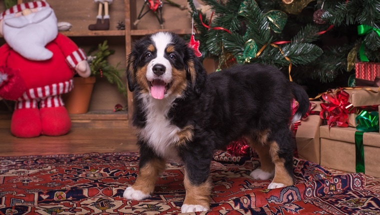 Cute puppy of mountain dog sitting near christmas tree