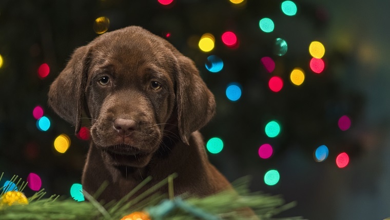 A young cute adorable 8 week old Yellow Labrador Retriever puppy sitting among the Christmas decorations on the floor, looking at the camera, with multi-colored lights on a Christmas tree in the background at night indoors. "Bailey"