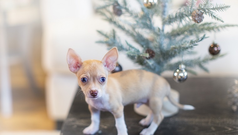 Seven week old chihuahua puppy on coffee table with small Christmas tree