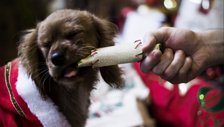 Puppys first christmas where even the family pet gets a cracker to pull he is a ruby king charles cavalier and he is dressed in a santa dog suit on christmas day.