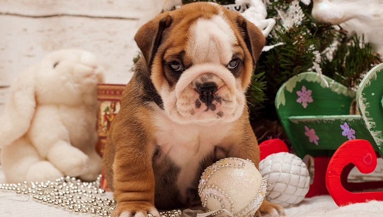 Puppy English Bulldog on a background of a New Year decoration