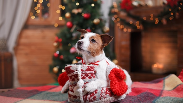 Cute Dog Jack Russell Terrier holiday, Christmas and New Year