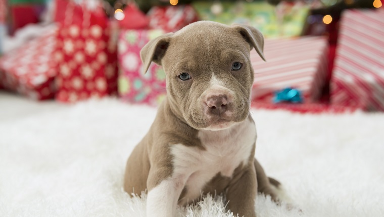 Christmas puppy-pit bull puppy.