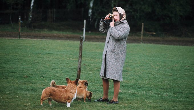 queen takes pictures with corgis in field