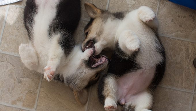 corgi puppies play fighting