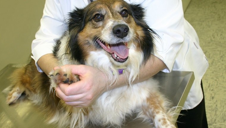 happy dog at the vet