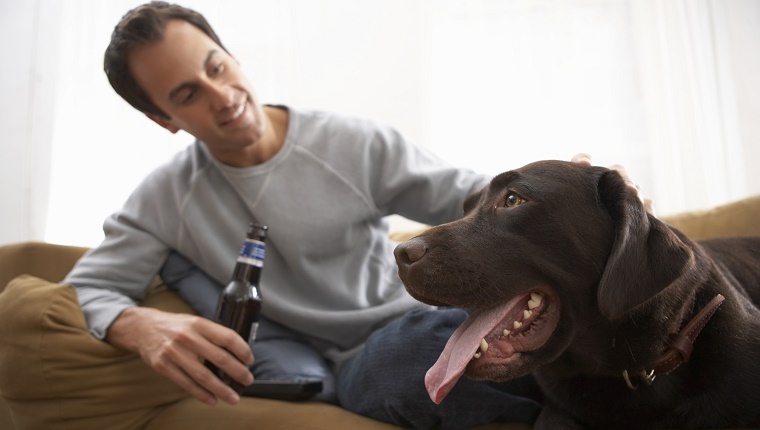 A man holds a bottle of beer on his sofa and pets a chocolate labrador.