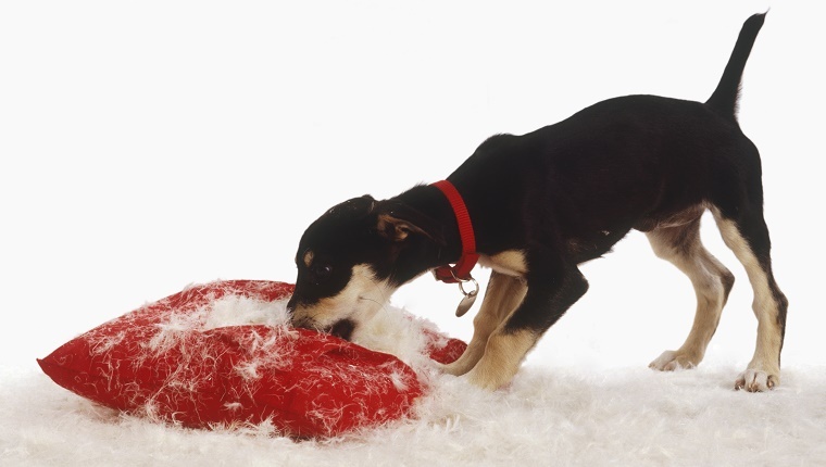 A puppy rips apart a red pillow, spreading stuffing everywhere.