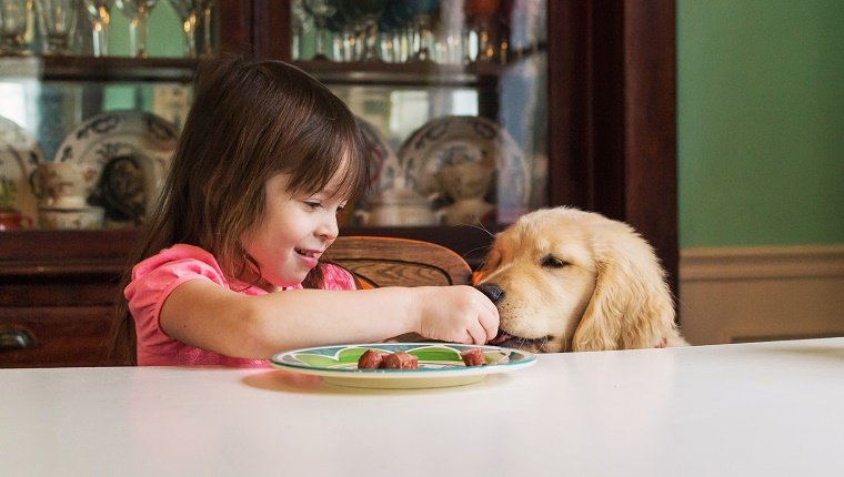 Girl feeding golden retriever puppy dog at table