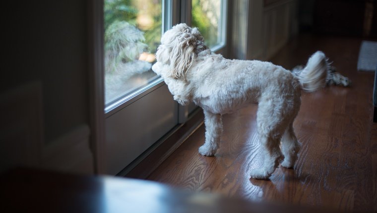 A small dog is standing in front of a french door looking outside. The dog's paw is scratching on window to go outside.