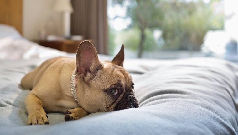 A French Bulldog lies on a bed in a bedroom.