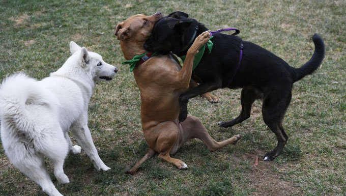 yard safety--Dogs wrestle in the yard