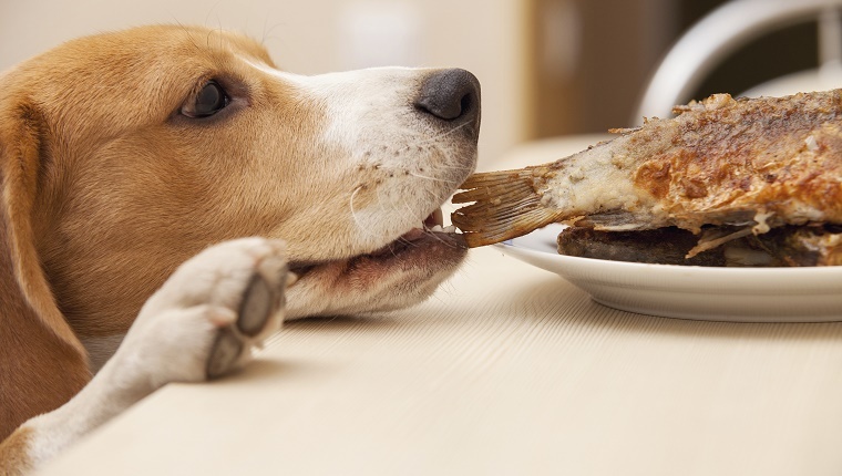 A small dog steals food from a plate left on a low table.