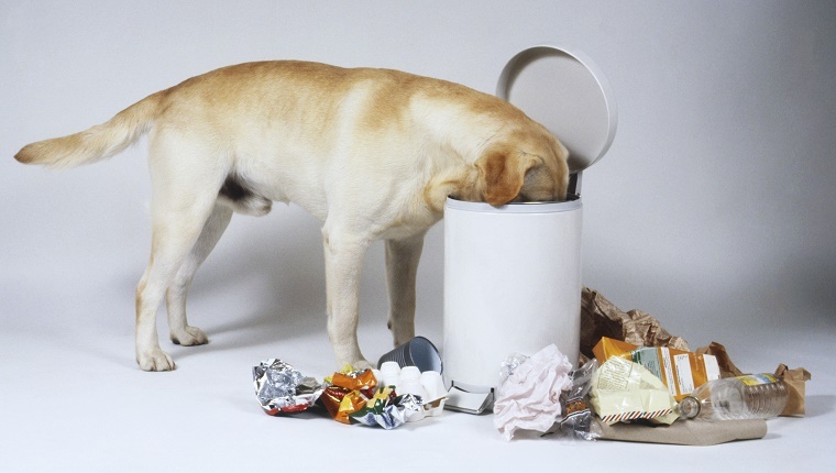 A Labrador sticks its face in a trash bin with garbage strewn around it.