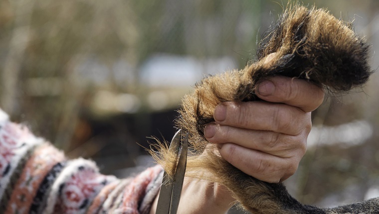 Hand of a groomer with scissors holding a dog"s tail, outdoor cropped shot