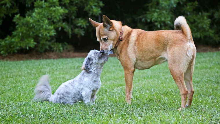 Shih Tzu puppy wagging tail and licking another dog's face. The other dog, a Basenji mix, appearing calm and receptive. Friendship, affection, connection.
