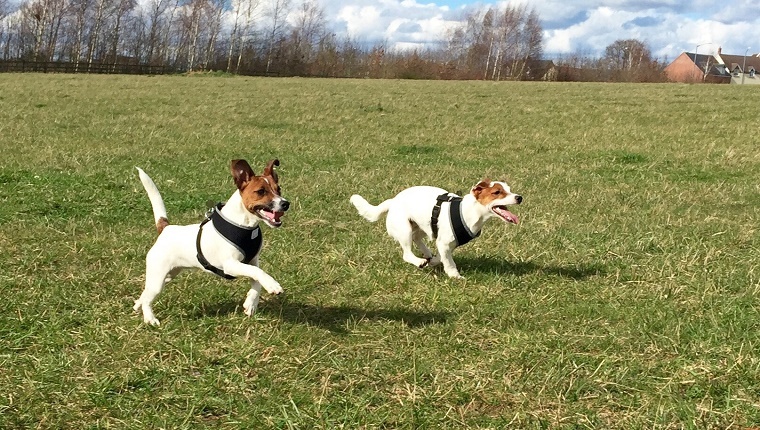Dogs Running On Grassy Field Against Sky