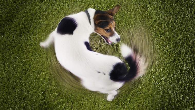 Jack Russell Terrier Chasing Own Tail
