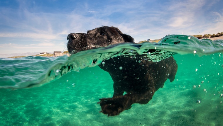 Labrador retriever swimming in water, surface level view