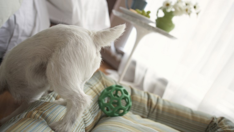 Dog playing on a bed