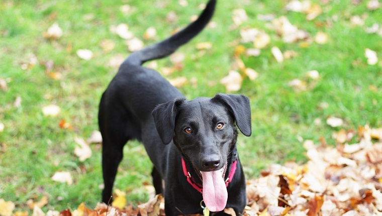 A black dog stands in a leaf pile.