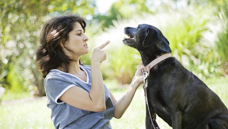 A woman in her 40s pointing at a disciplining her black labrador retriever.