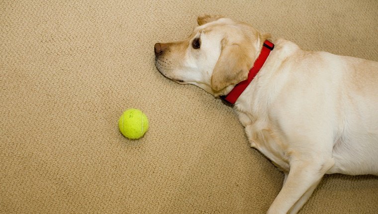 Dog resting on floor by tennis ball