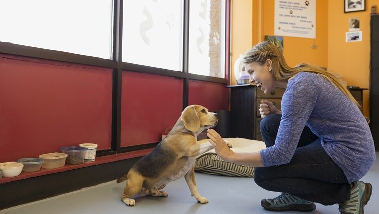 Dog daycare owner high-fiving Beagle in office