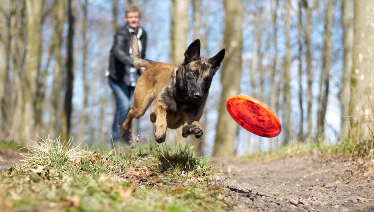 An Alsatian chasing a frisbee thrown by his owner in the forest