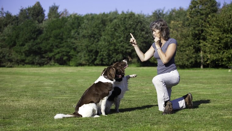 a woman training her two dogs by using a whistle