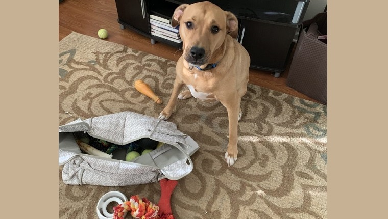 archer buries chews in toy bag