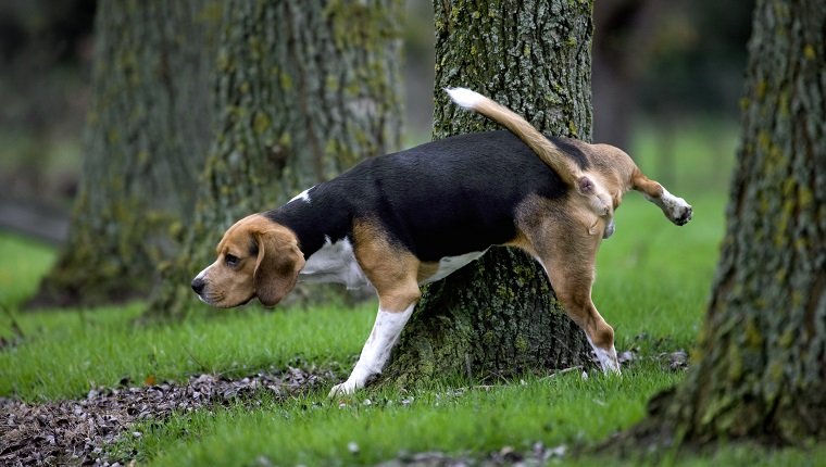 Tricolour Beagle dog urinates against tree in forest. (Photo by: Arterra/UIG via Getty Images)