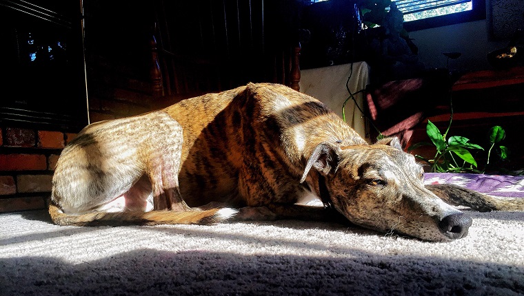 Sunlight Falling On Greyhound Resting On Rug At Home