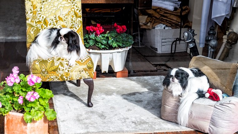Japanese Chin small dog breed pedigree canines resting sitting indoors on chairs cute adorable interior in home
