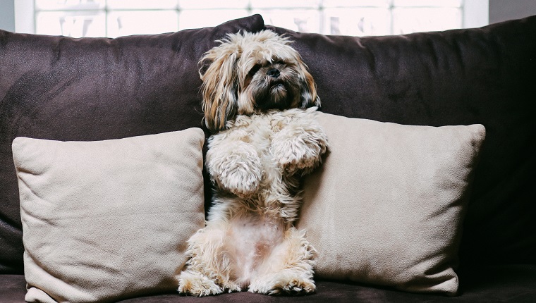 Cute, funny looking Lhasa apso puppy relaxing on the sofa at home.